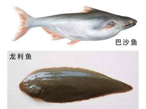 方魚是什麼魚 火種 英文